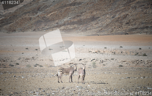 Image of two zebras in Africa