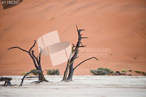 Image of dry tree