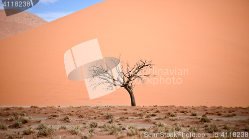 Image of dry tree against dune