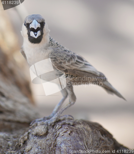 Image of sociable weaver