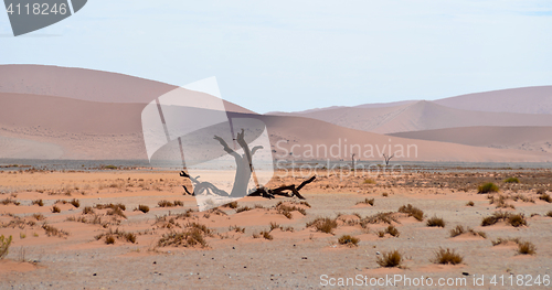 Image of dry tree against dune
