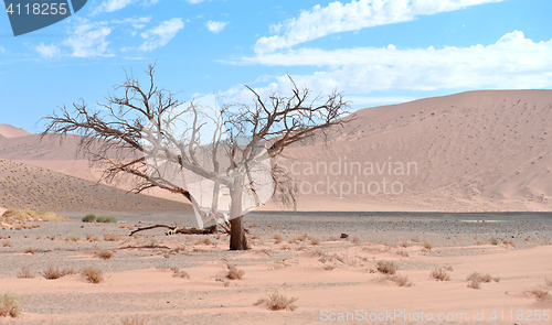 Image of dry tree against dune