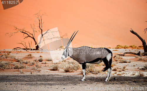 Image of oryx in Africa