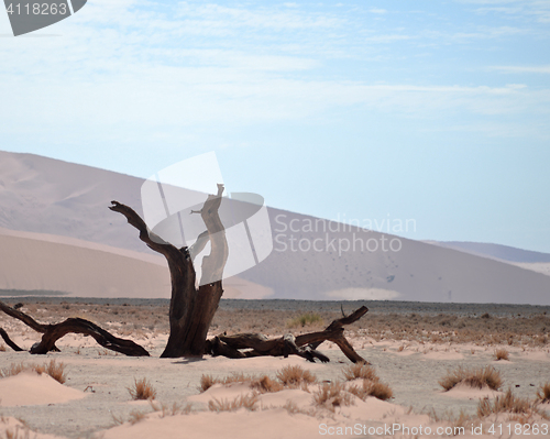 Image of dry tree against dune