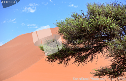 Image of sand dune