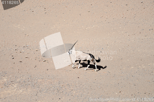 Image of oryx in Namibia