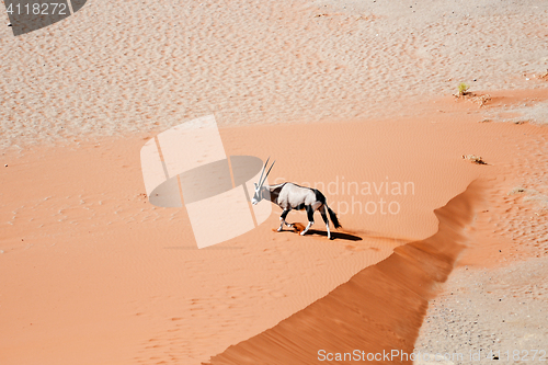 Image of oryx in Namibia