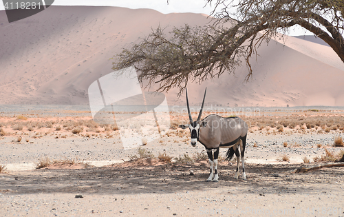 Image of oryx in desert