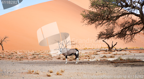 Image of oryx in desert