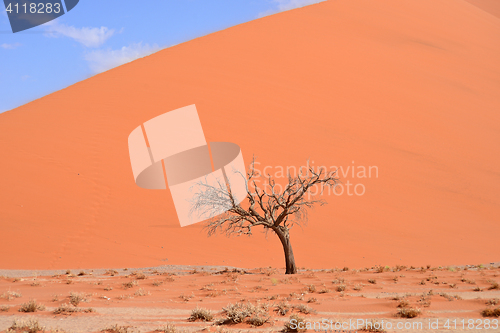 Image of dry tree against dune