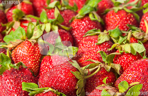 Image of Red strawberries with green tails