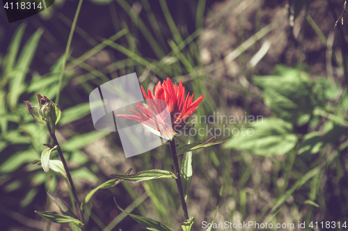 Image of Indian Paintbrush flower on a field