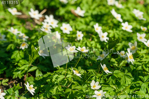 Image of Anemone flowers on a green meadow