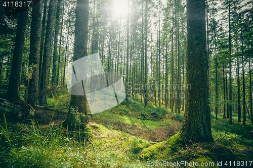 Image of Forest clearing in a green forest