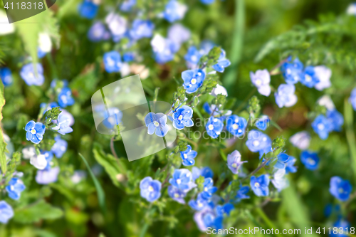 Image of Blue wildflowers on green plants