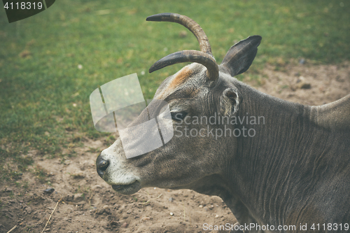 Image of Bull with horns on a field