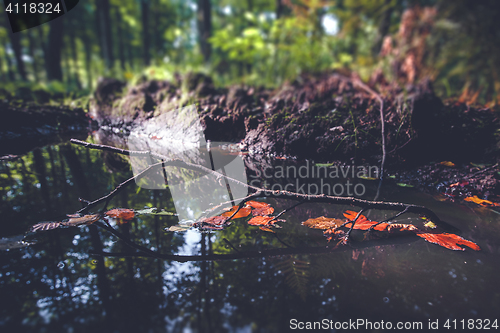 Image of Small branch with colorful autumn leaves