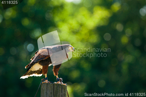 Image of Steppe eagle on a wooden post
