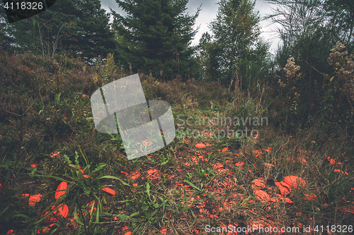 Image of Broken clay pigeons at a shooting range