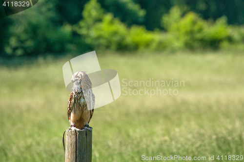 Image of Horned owl looking to the left