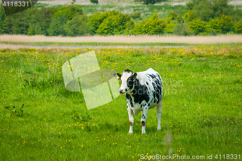 Image of Holstein Friesian cow on a green field