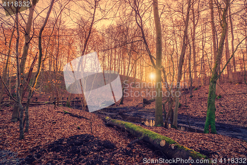 Image of Sunrise in a forest swamp