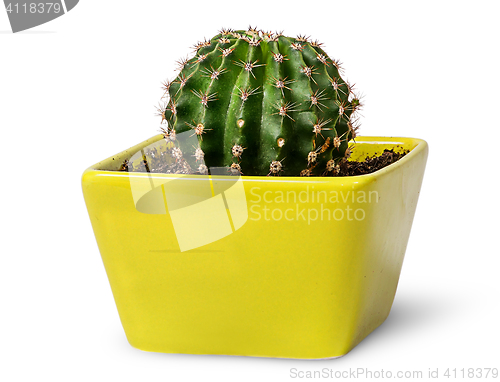 Image of Green cactus in the yellow flowerpot