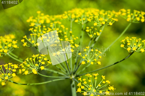 Image of green umbrella dill