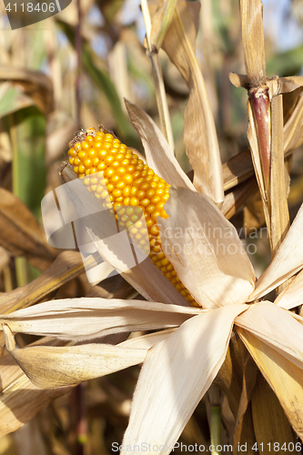 Image of yellowed ripe corn