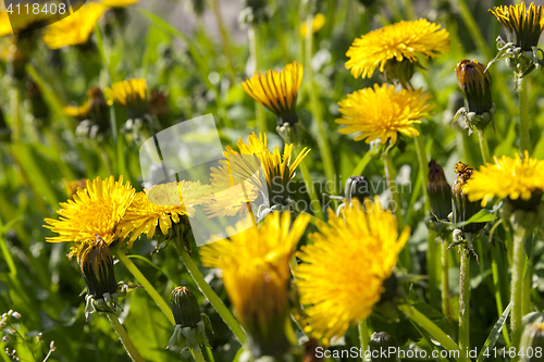 Image of yellow dandelions in spring