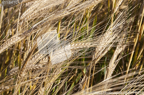 Image of mature cereal, close-up