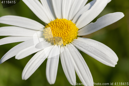 Image of camomile flower close-up