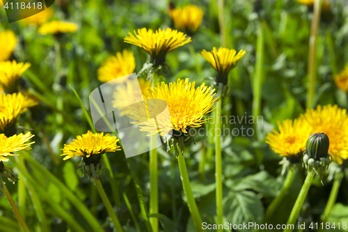 Image of yellow dandelions in spring