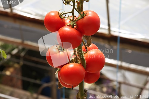 Image of Greenhouse tomatoes