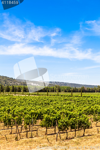 Image of Provence vineyard