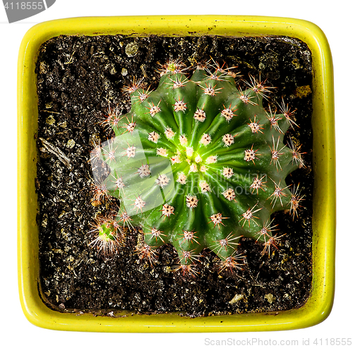 Image of Green cactus in the yellow flowerpot top view