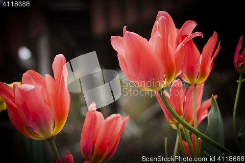 Image of pink tulips