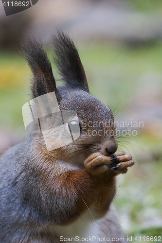 Image of red squirrel