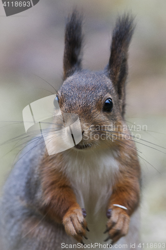 Image of squirrels face