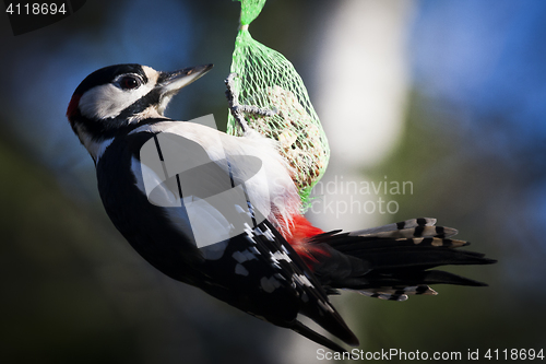 Image of greater spotted woodpecker