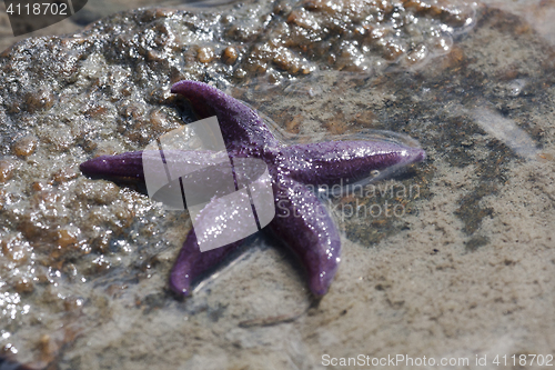 Image of starfish