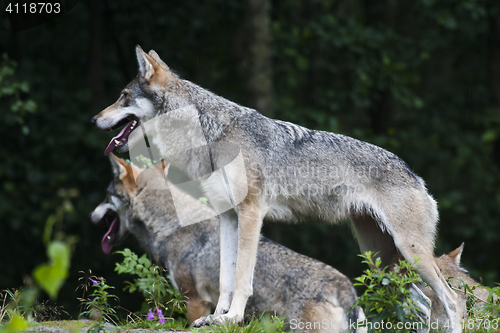 Image of wolves