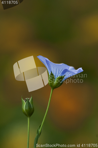 Image of flax