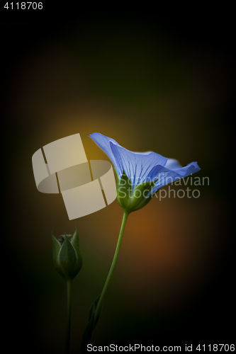 Image of flax
