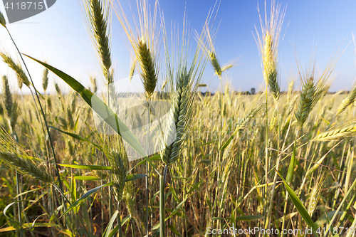 Image of Field with cereal