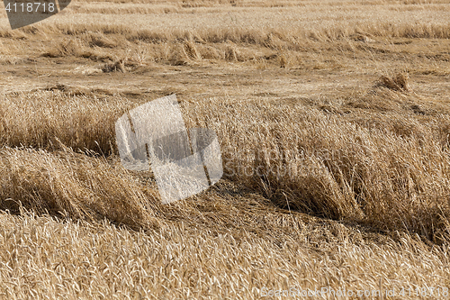 Image of ripe yellow cereals