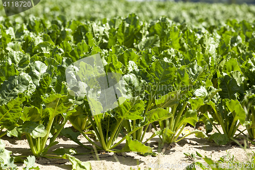 Image of young beet greens