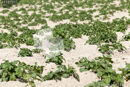 Image of Agriculture, potato field