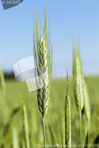 Image of Field with cereal