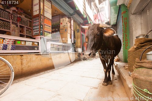 Image of Cow on the streets of Varanasi, India